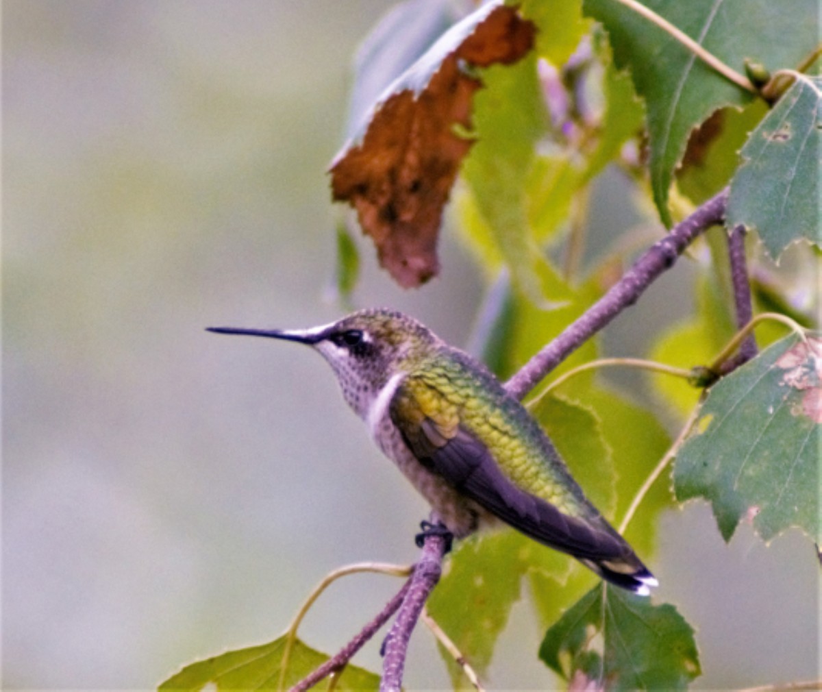 Ruby-throated Hummingbird - ML365068131