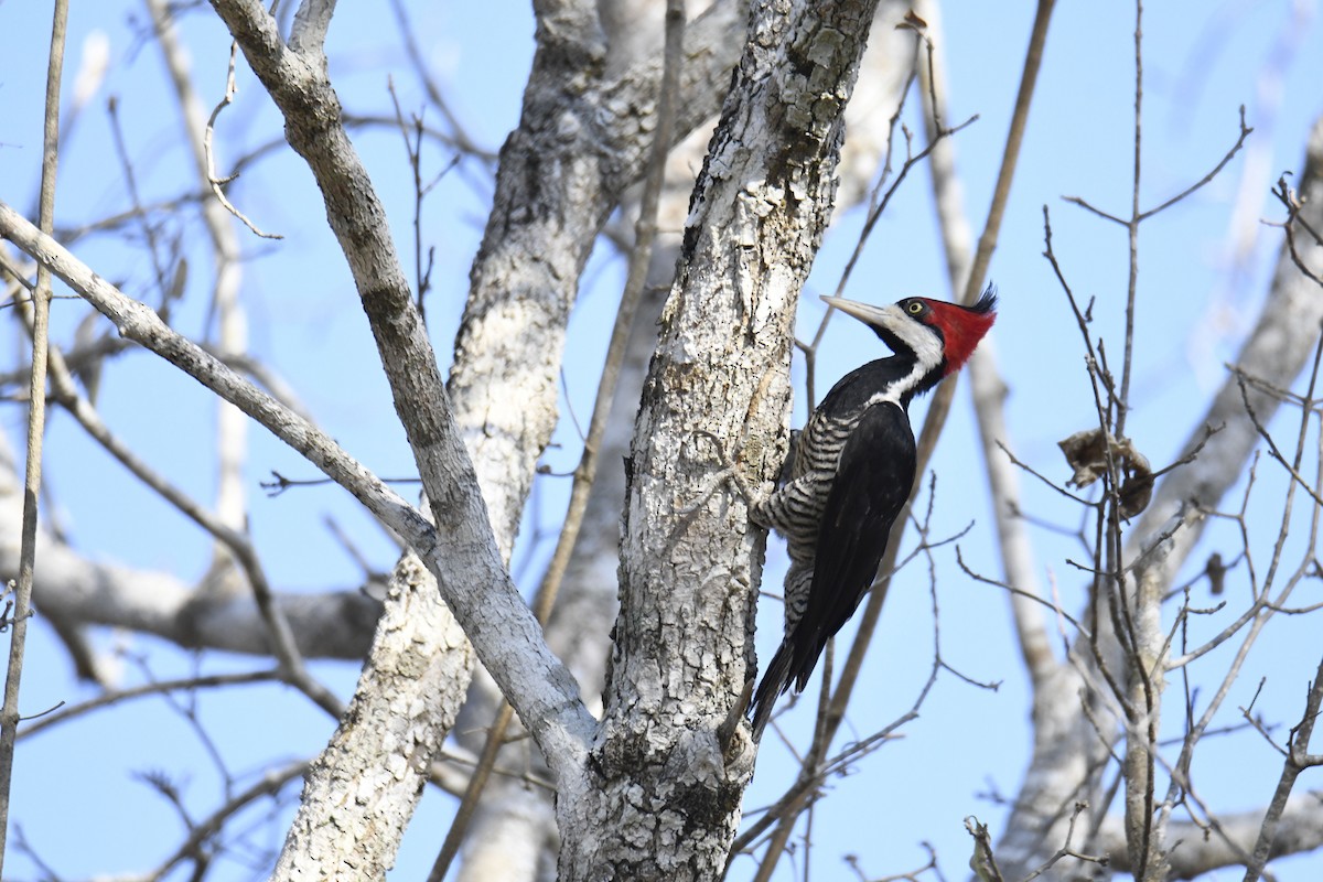 Crimson-crested Woodpecker - ML365068861