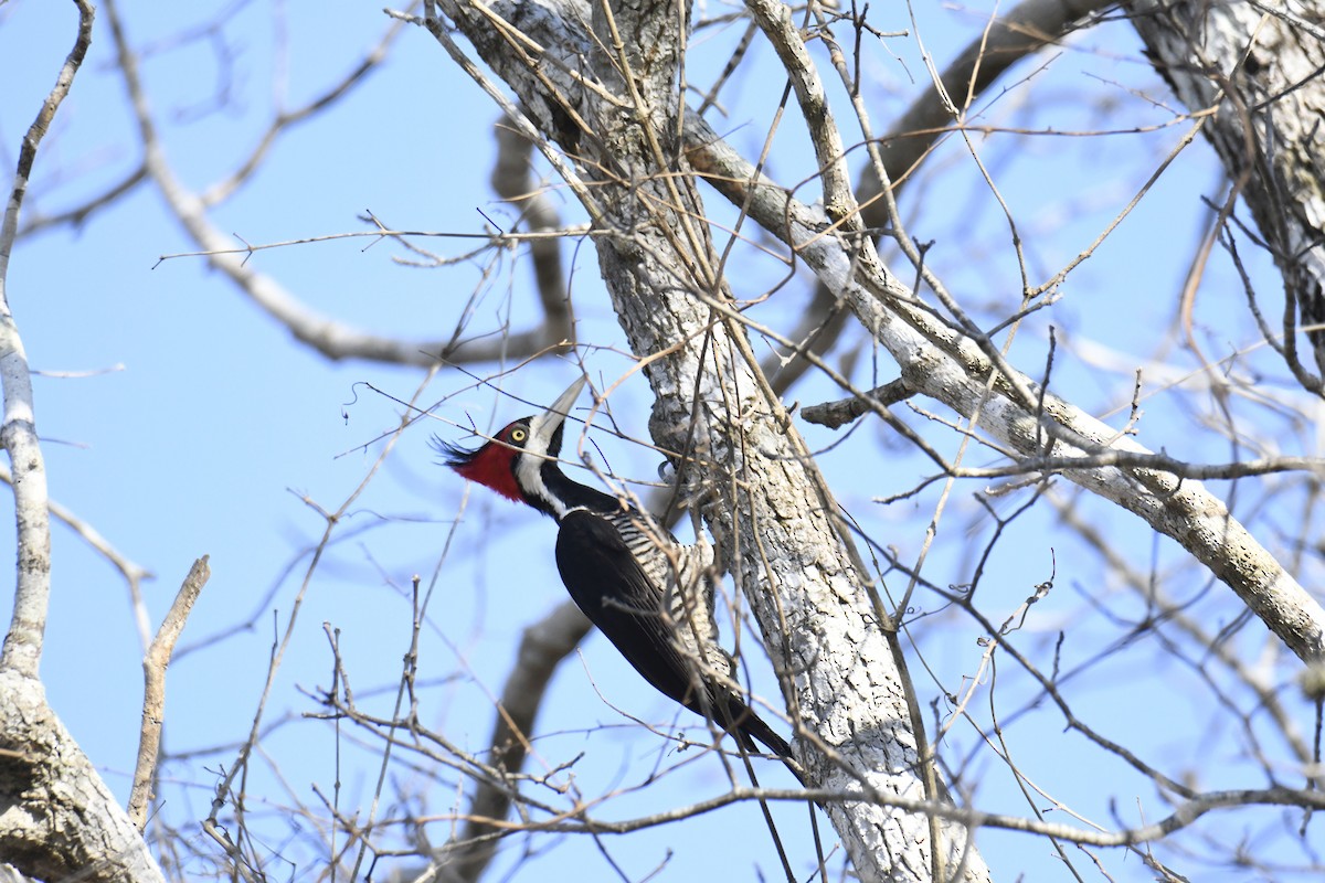 Crimson-crested Woodpecker - ML365068891