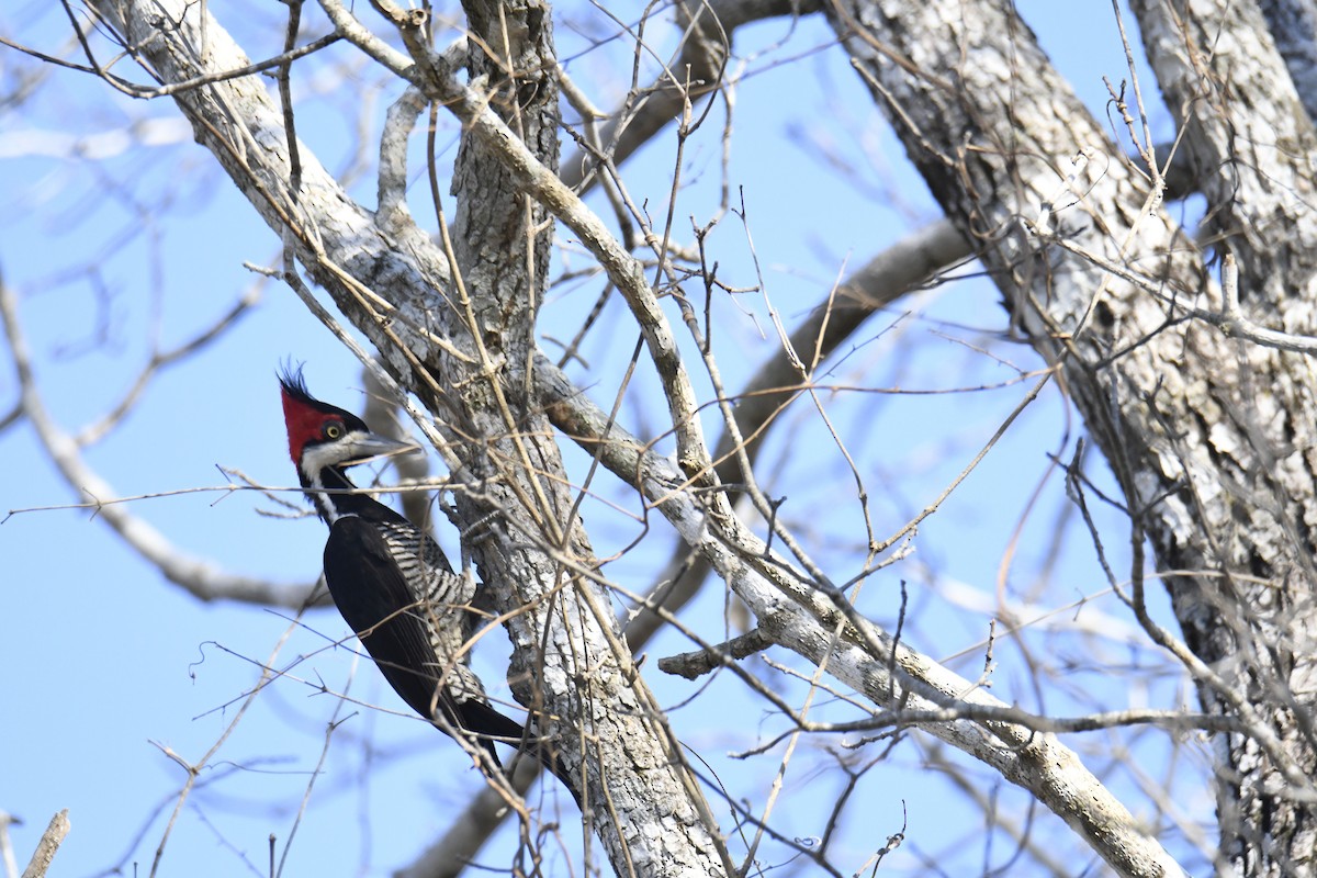 Crimson-crested Woodpecker - Kyle Gardiner