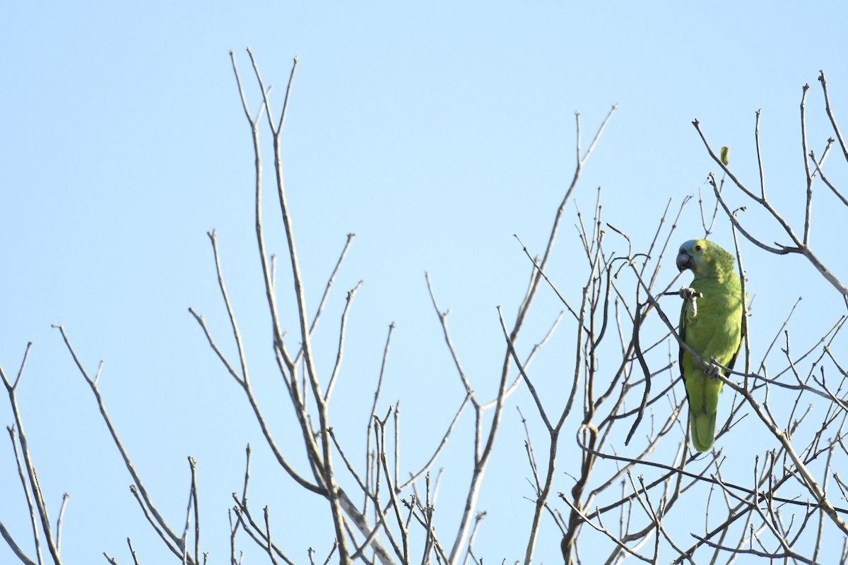 Turquoise-fronted Parrot - ML365069381