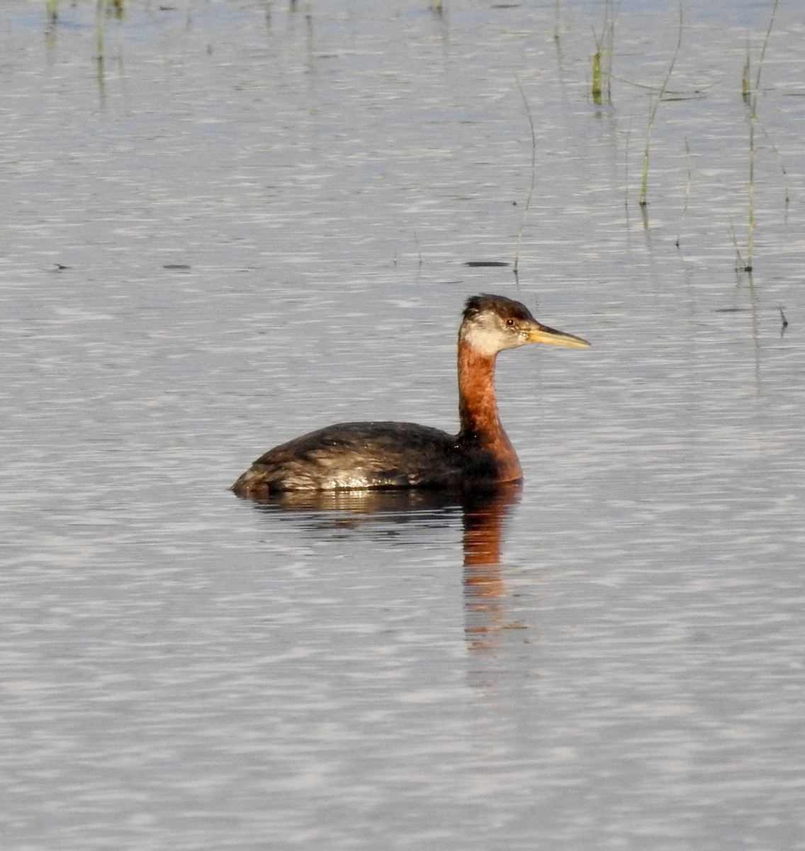 Red-necked Grebe - ML365069651