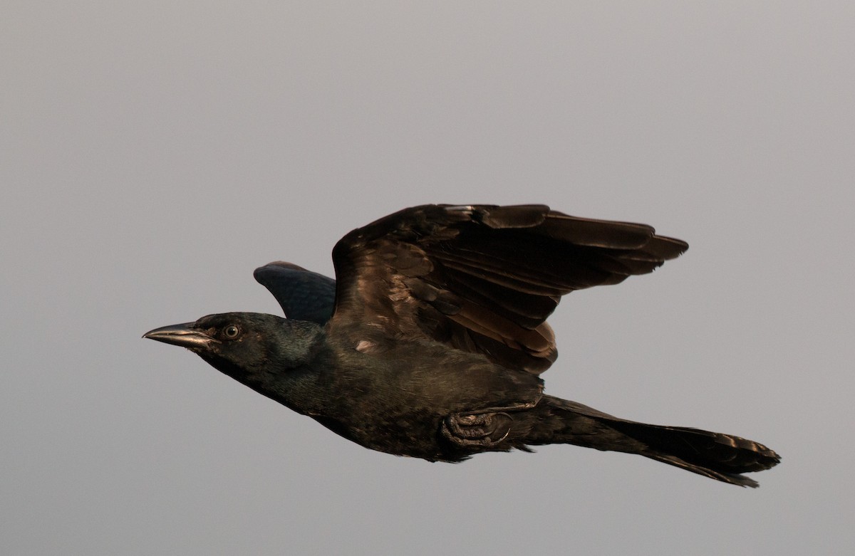 Boat-tailed Grackle - ML36507331