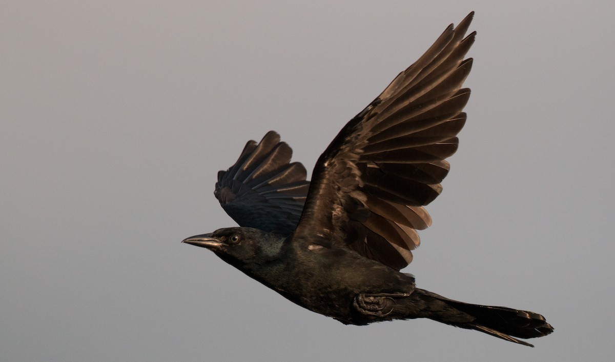 Boat-tailed Grackle - ML36507341