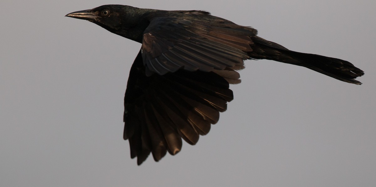 Boat-tailed Grackle - ML36507351