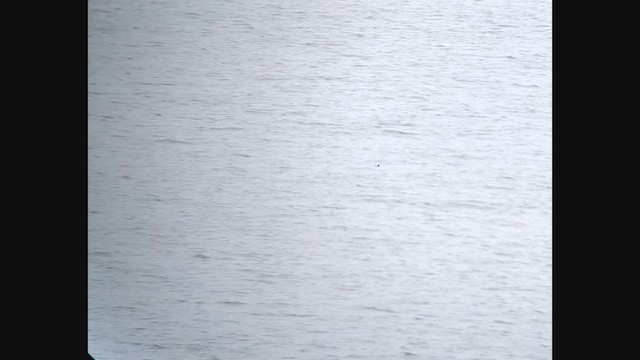 黃蹼洋海燕 - ML365073531