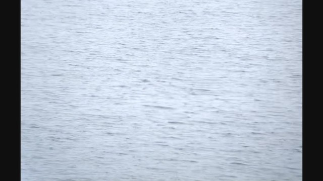 黃蹼洋海燕 - ML365073561