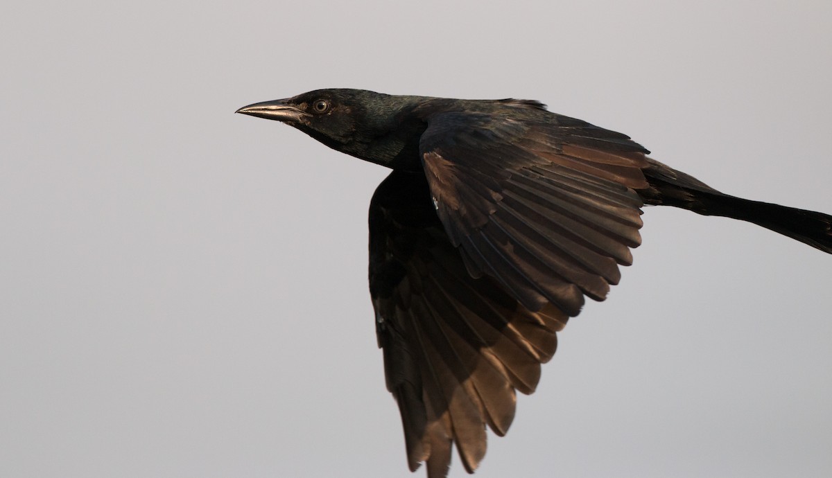 Boat-tailed Grackle - ML36507361