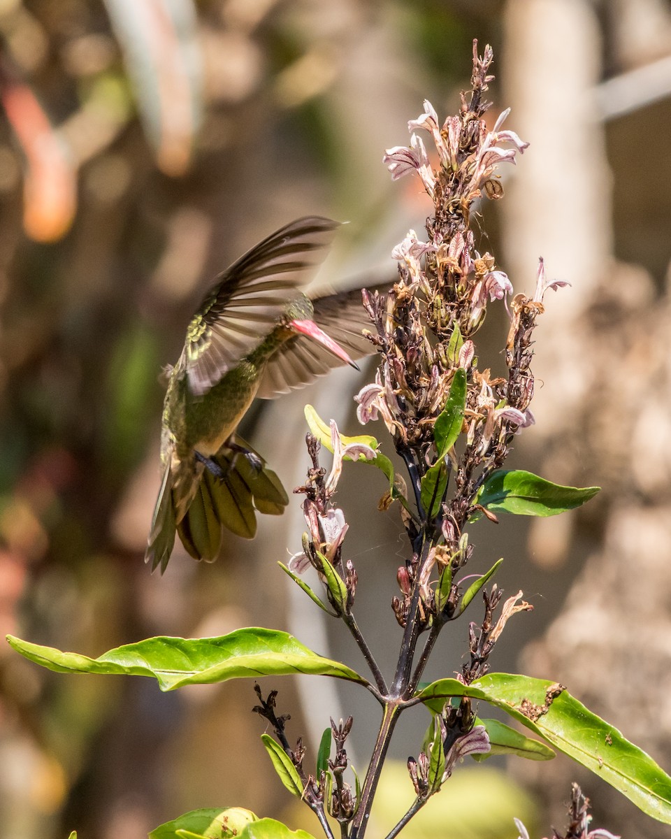 kolibřík lesklobřichý - ML36507441