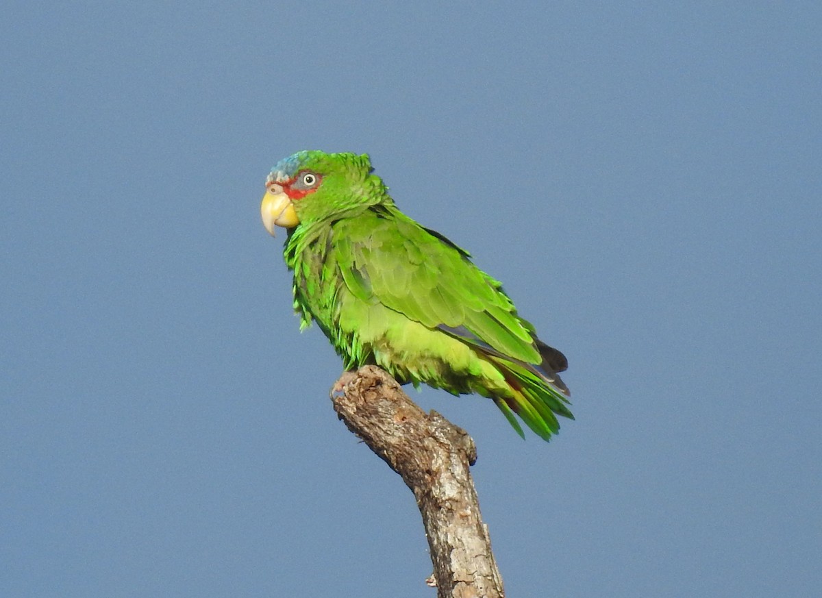 White-fronted Parrot - ML365075881