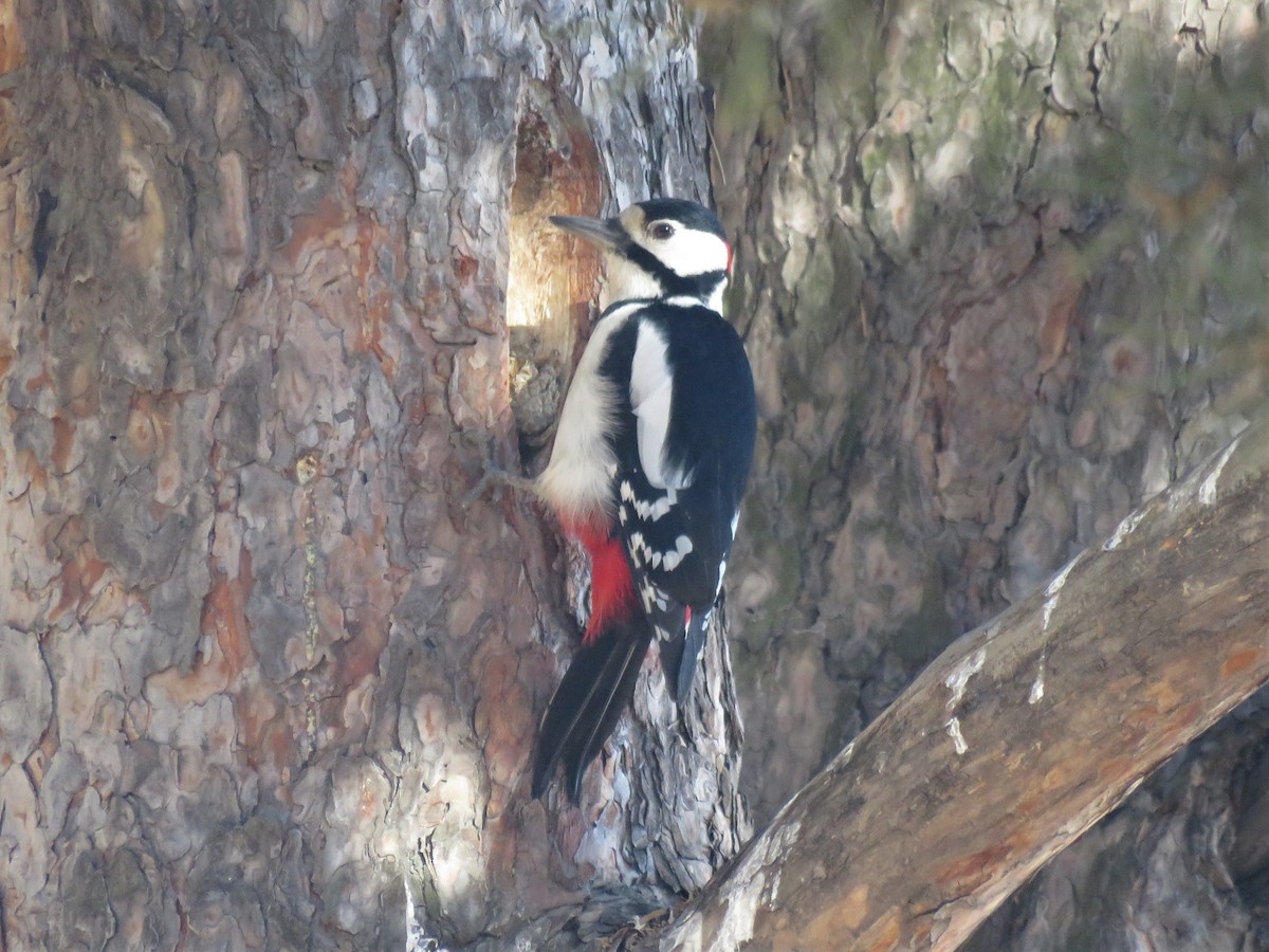 Great Spotted Woodpecker - ML365081991