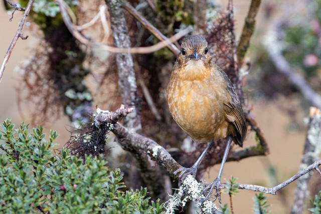 Frontal view (subspecies <em class="SciName notranslate">quitensis</em>). - Tawny Antpitta - 