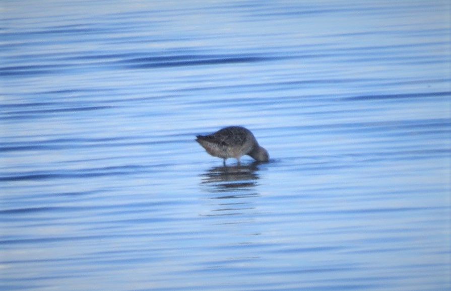 Long-billed Dowitcher - ML365087291