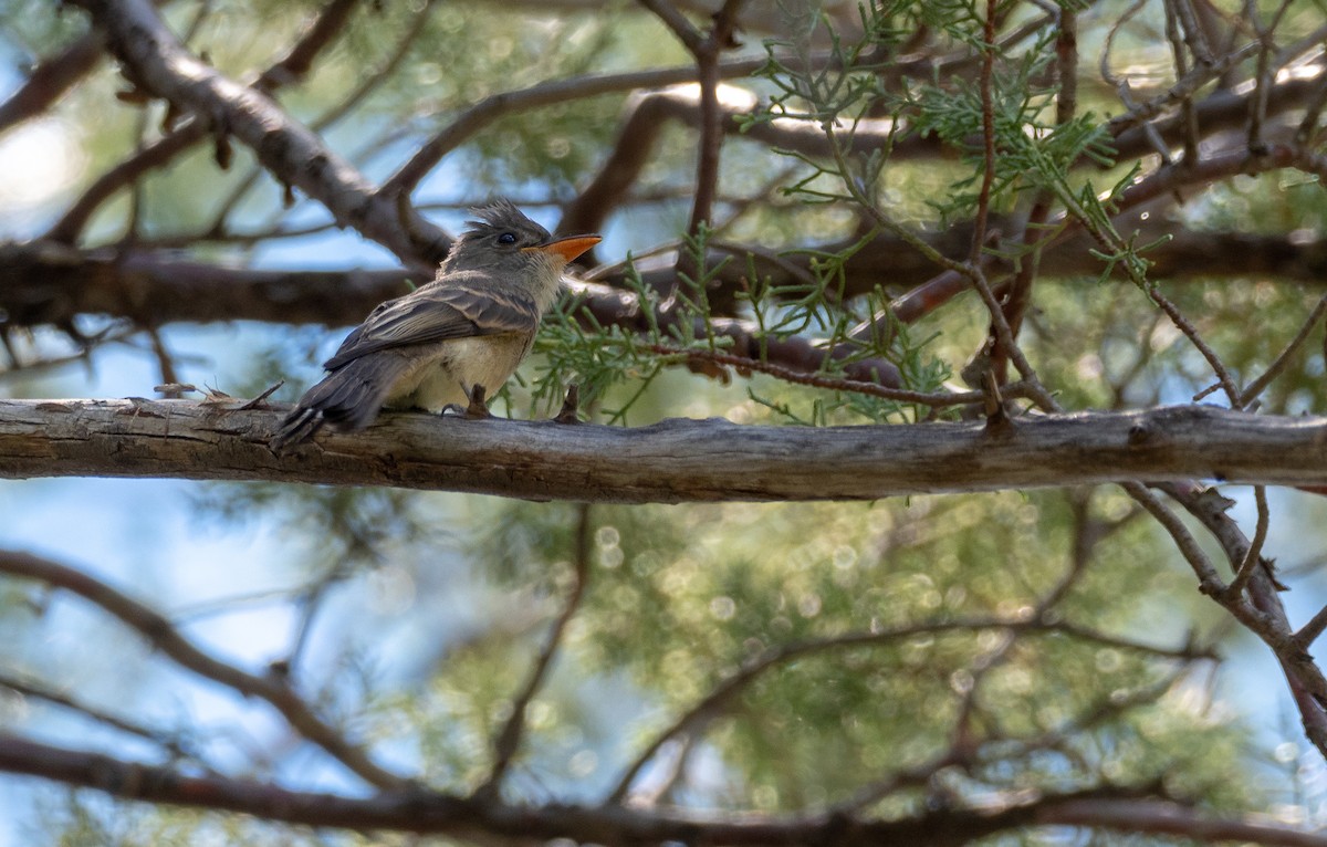 Greater Pewee - Forest Botial-Jarvis