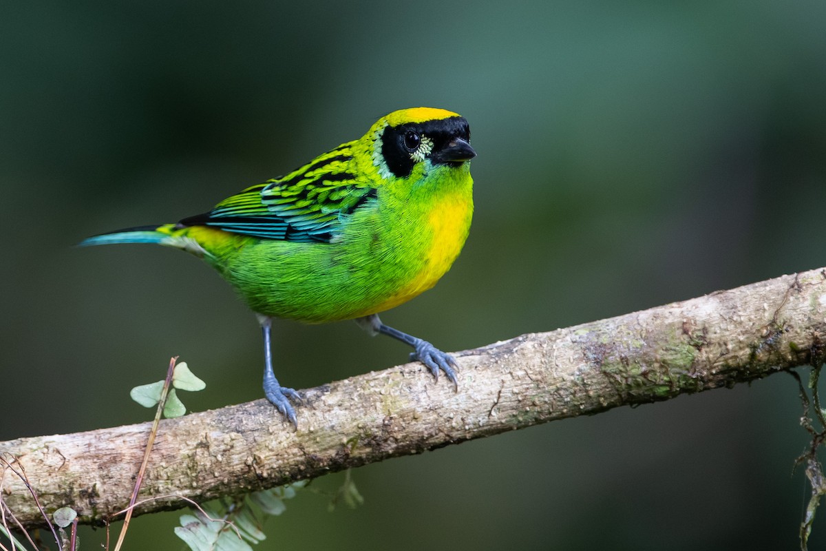 Green-and-gold Tanager - ML365089801