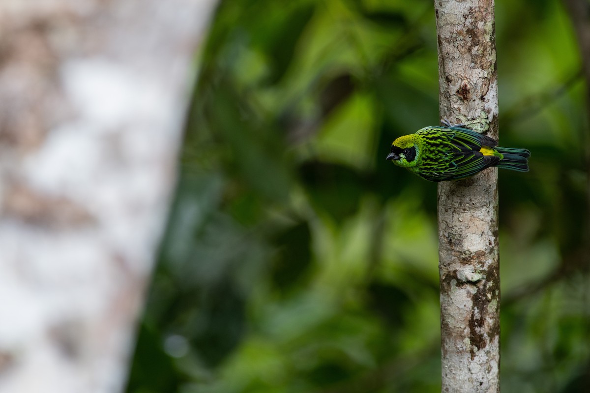 Green-and-gold Tanager - ML365089871