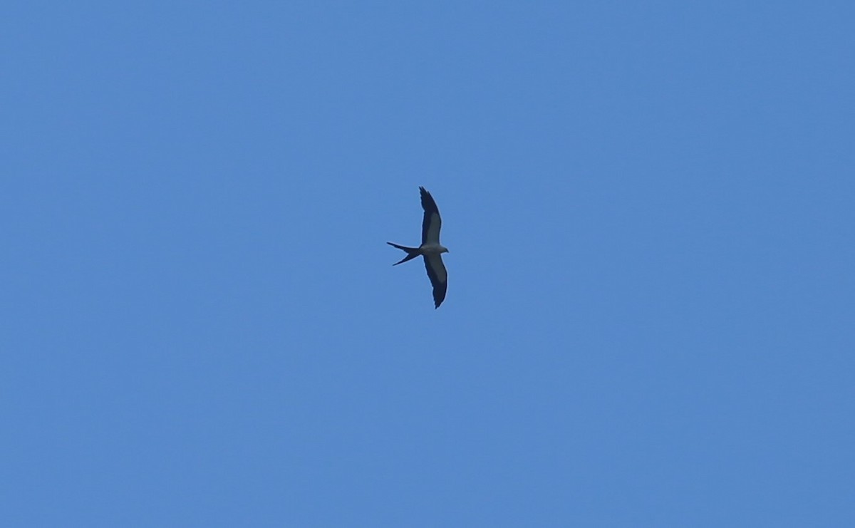 Swallow-tailed Kite - Andrew Orgill