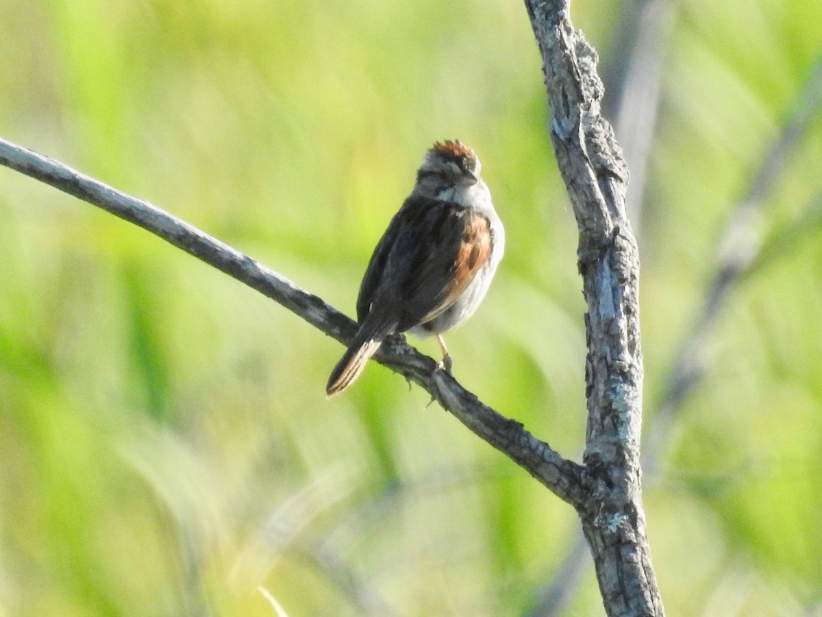 Swamp Sparrow - ML365099051
