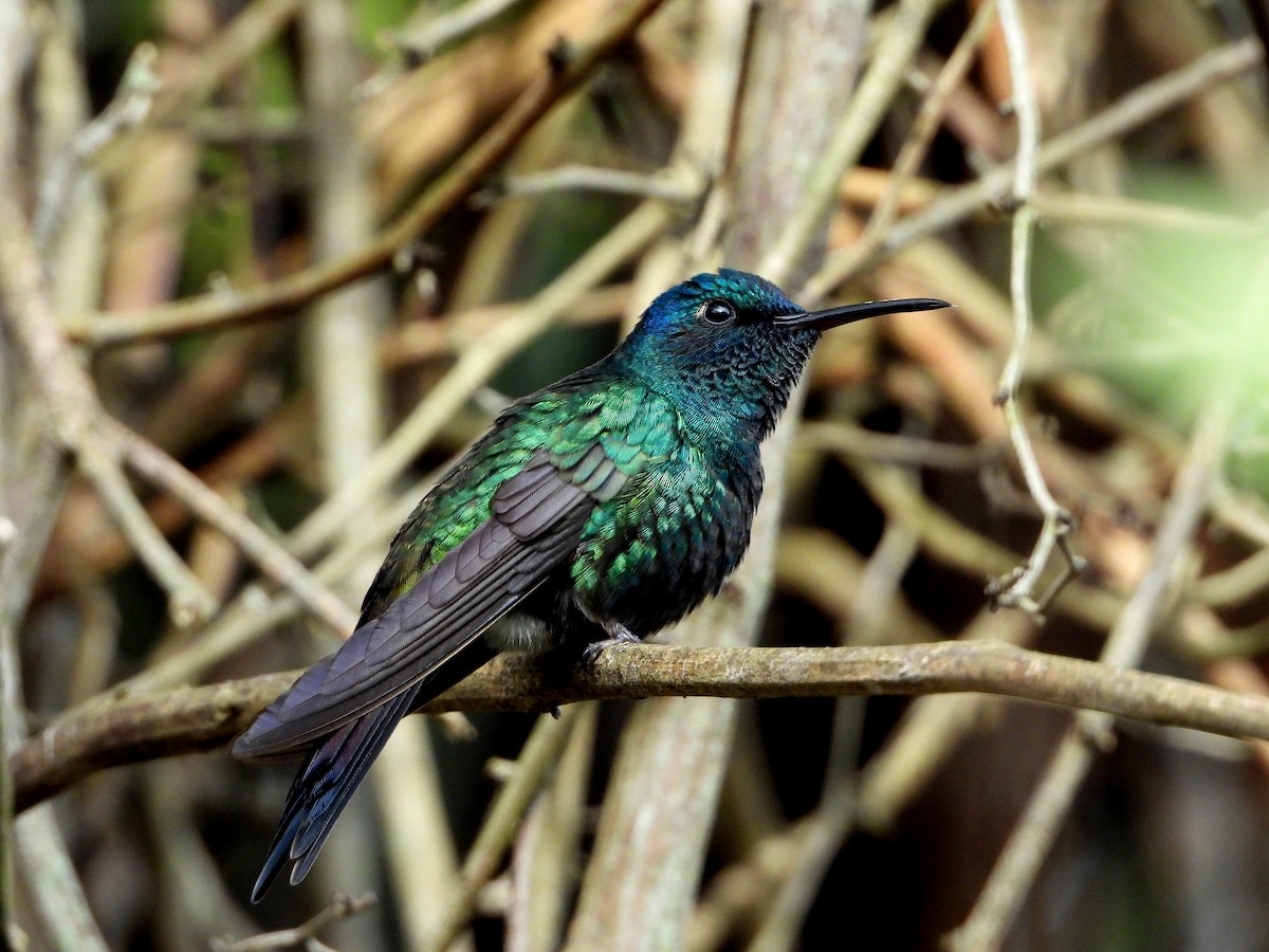 Swallow-tailed Hummingbird - ML365099541