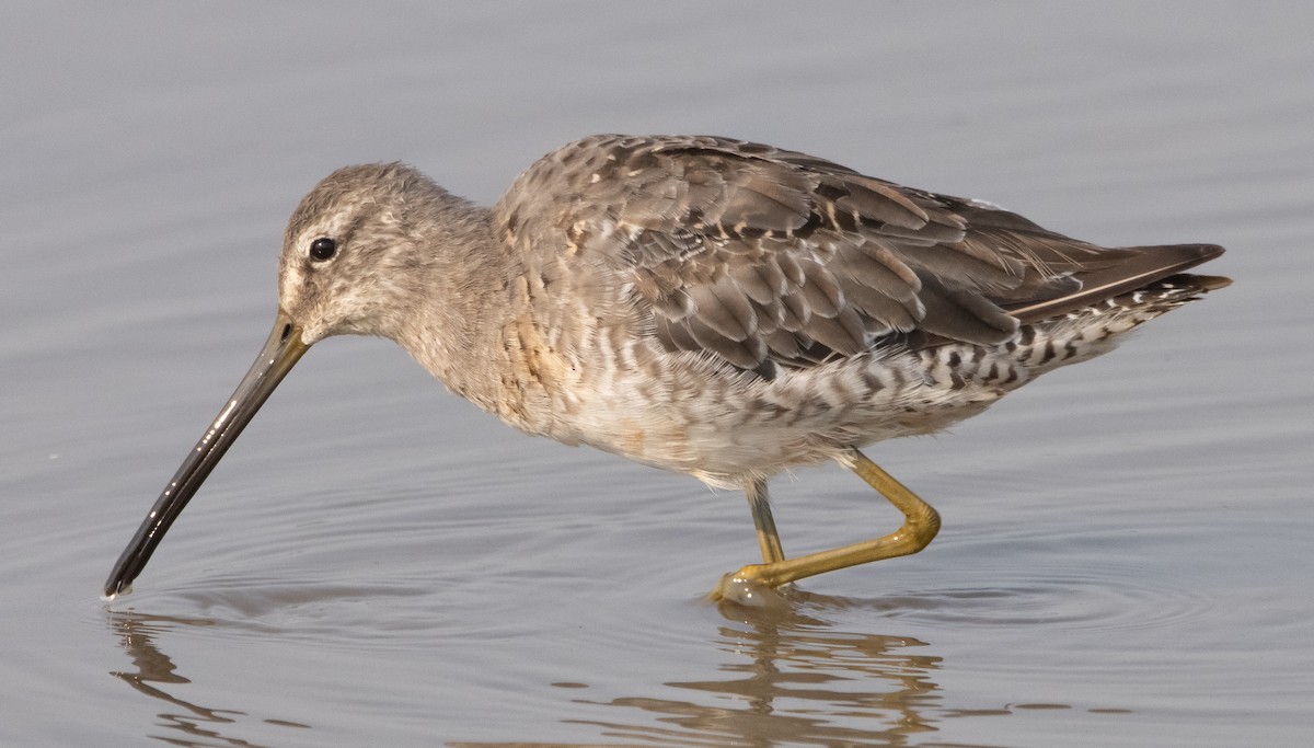 Long-billed Dowitcher - ML365100761