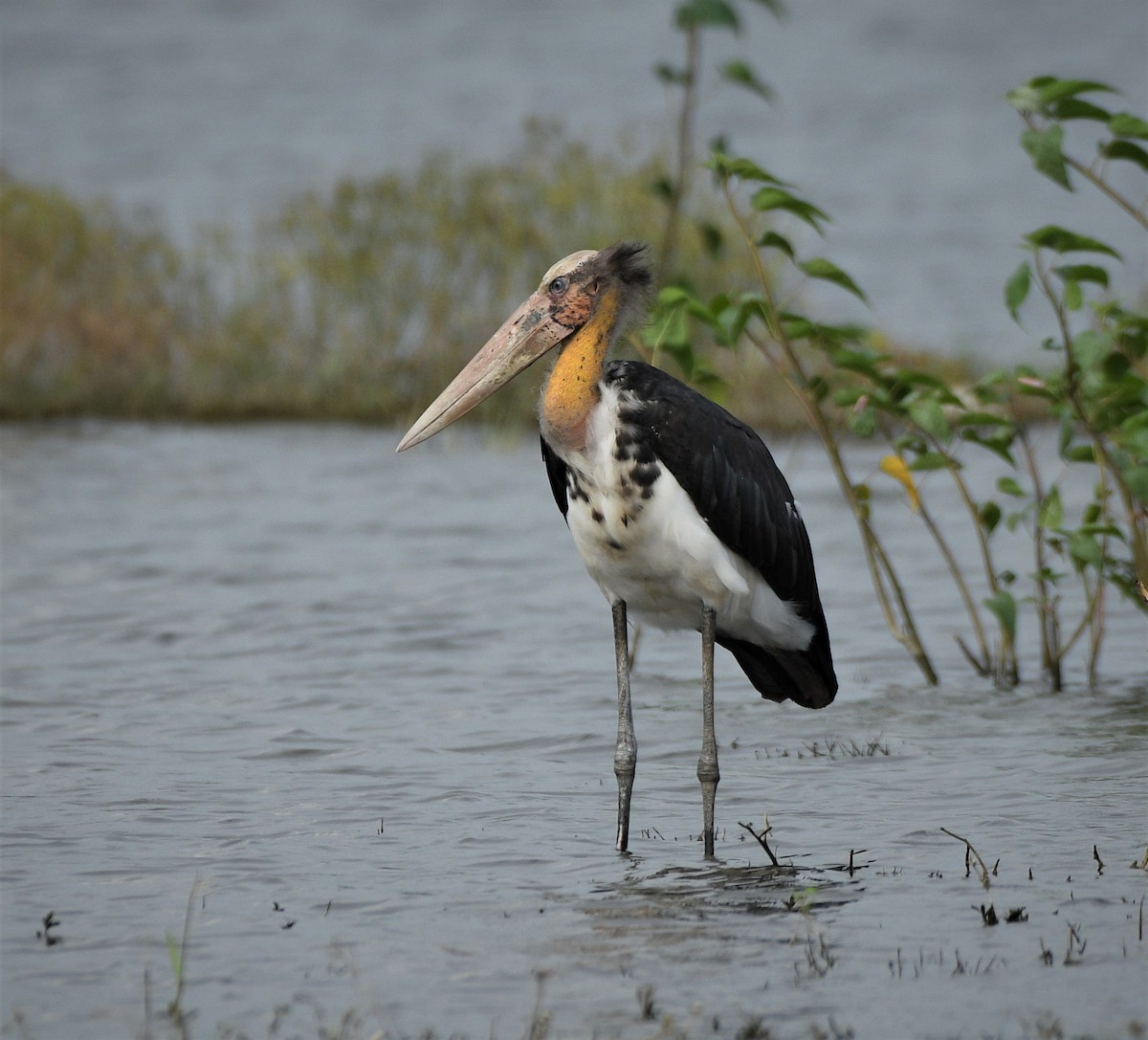 Lesser Adjutant - MH Rarities and Uncommoners (proxy account)