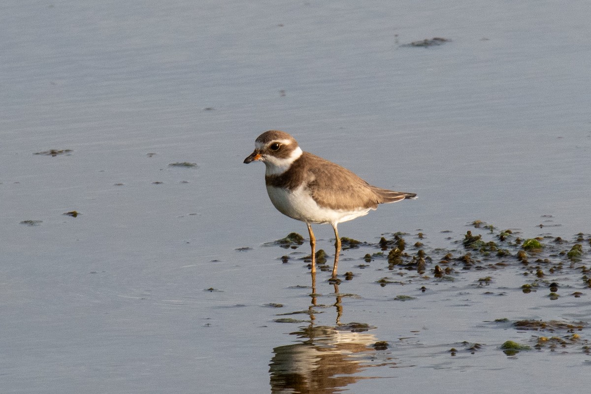 Semipalmated Plover - ML365111021