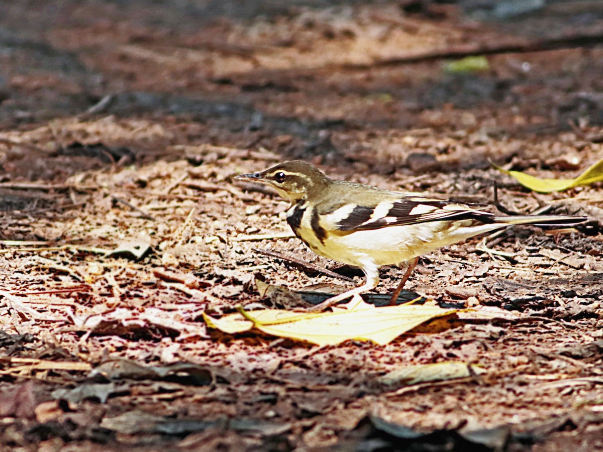 Forest Wagtail - ML365114641