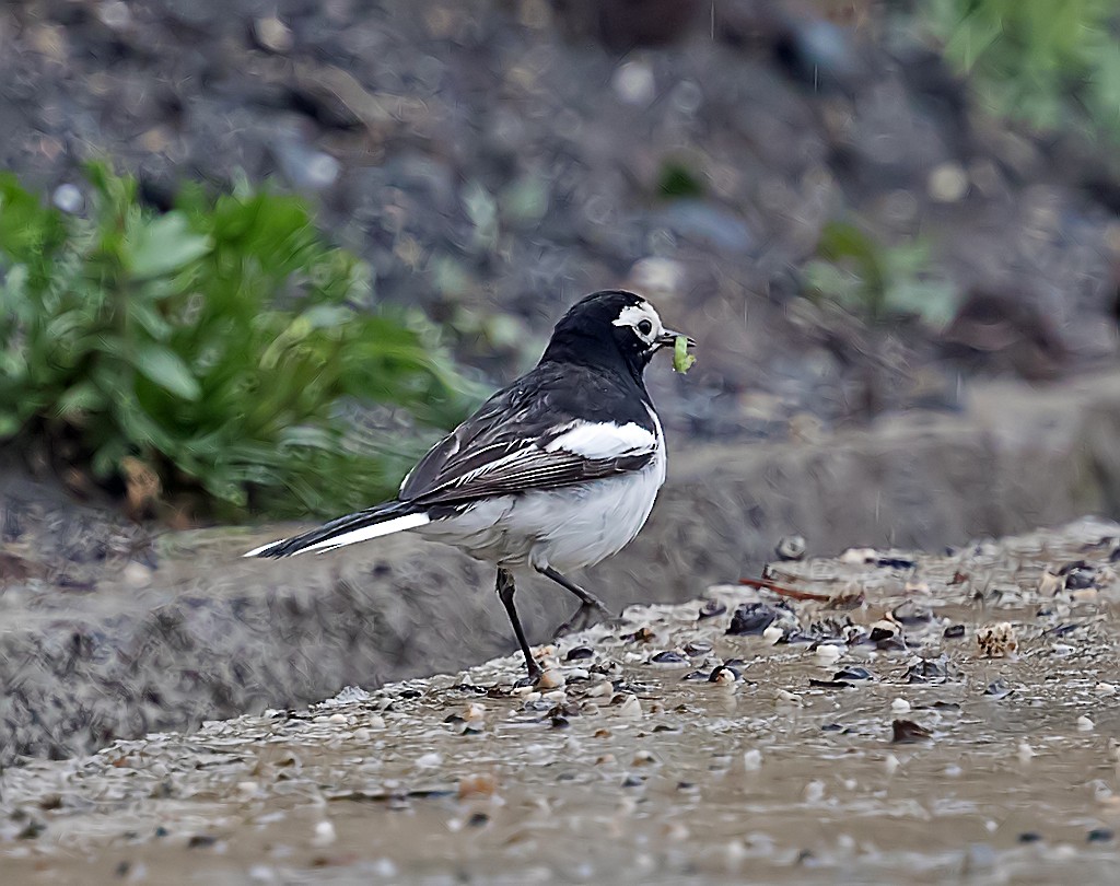 White Wagtail (Hodgson's) - Andrew Wilson