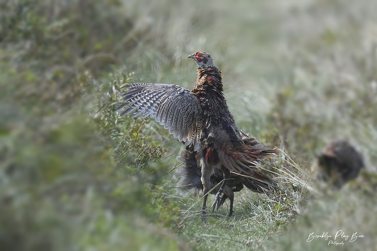Ring-necked Pheasant - ML365120791