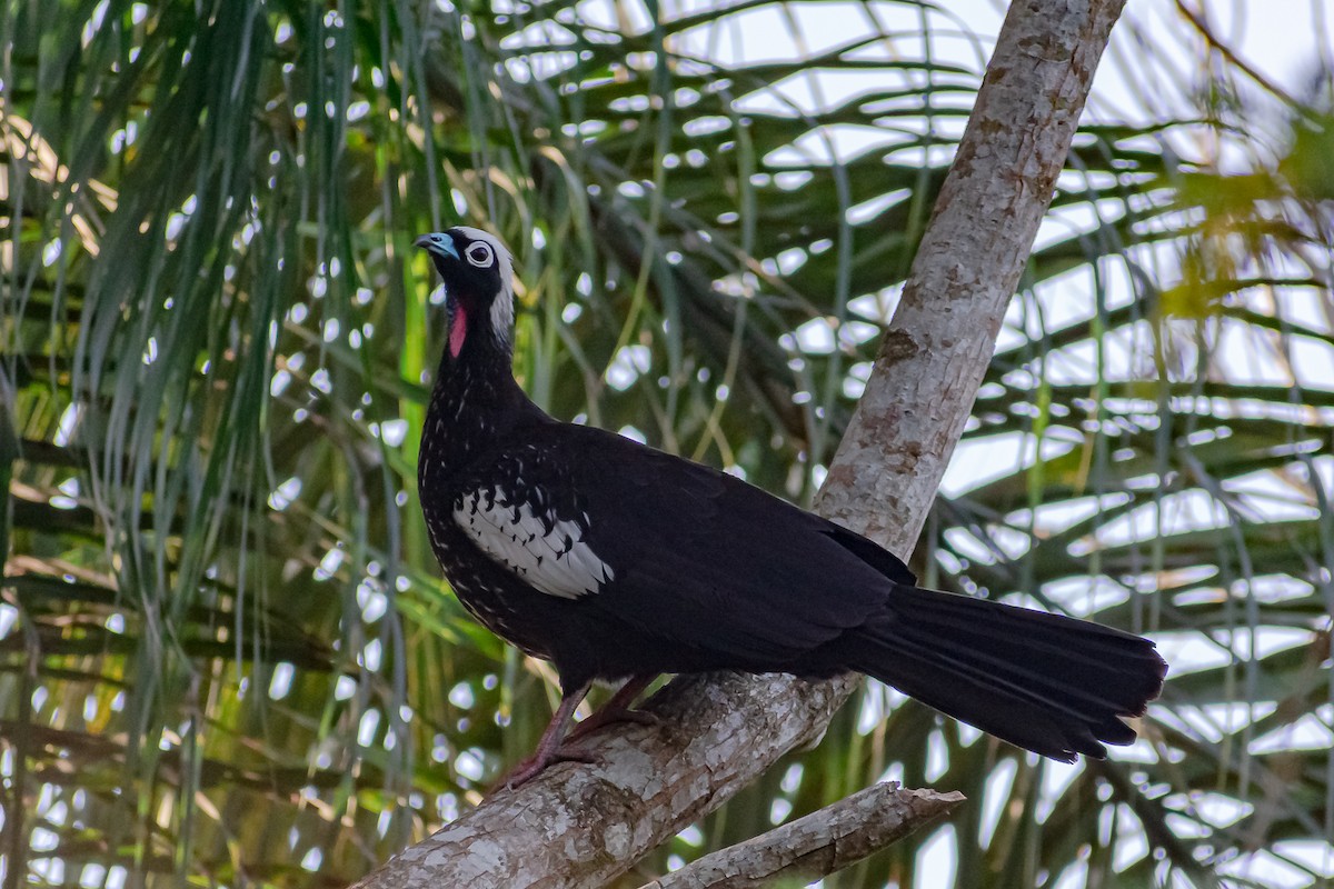 Black-fronted Piping-Guan - ML365122971