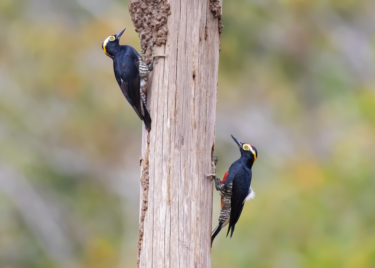 Yellow-tufted Woodpecker - Caio Brito