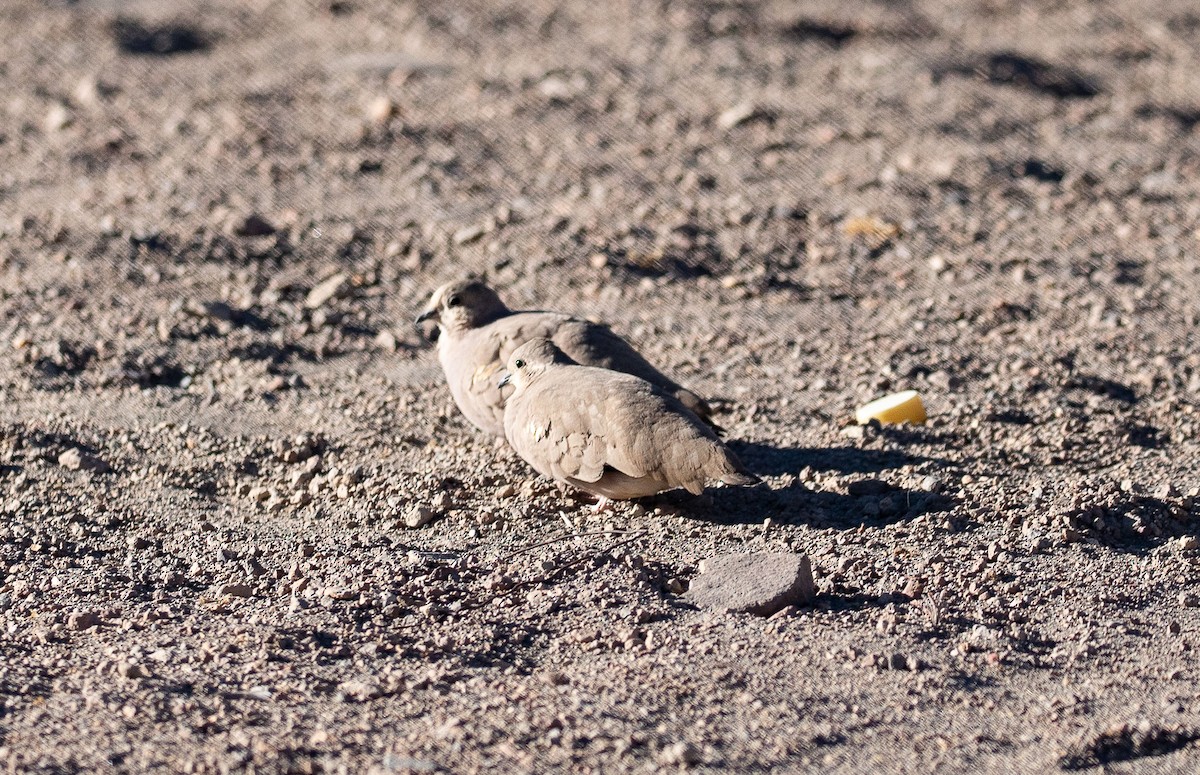 Golden-spotted Ground Dove - Santiago Imberti