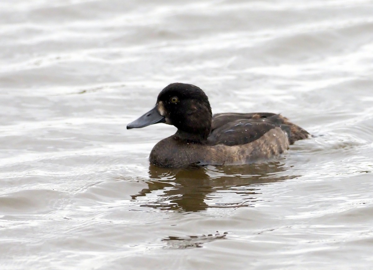 Tufted Duck - ML365129491