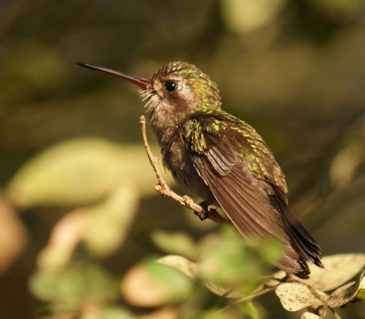 kolibřík aztécký - ML365132701
