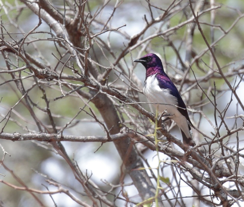 Violet-backed Starling - ML365133761