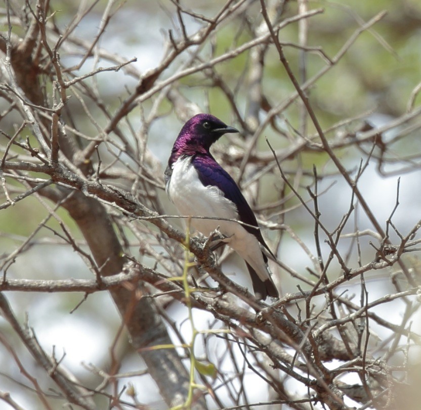 Violet-backed Starling - ML365133791