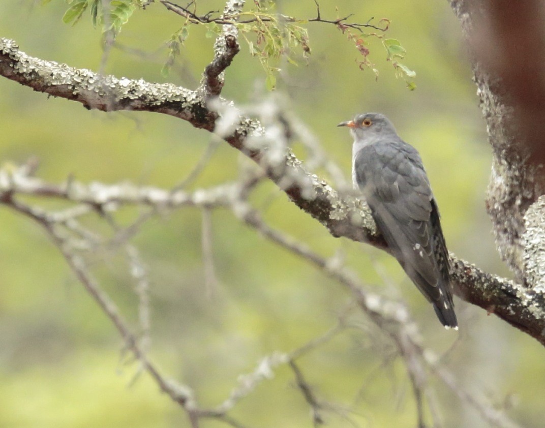 African Cuckoo - Amit Bandekar