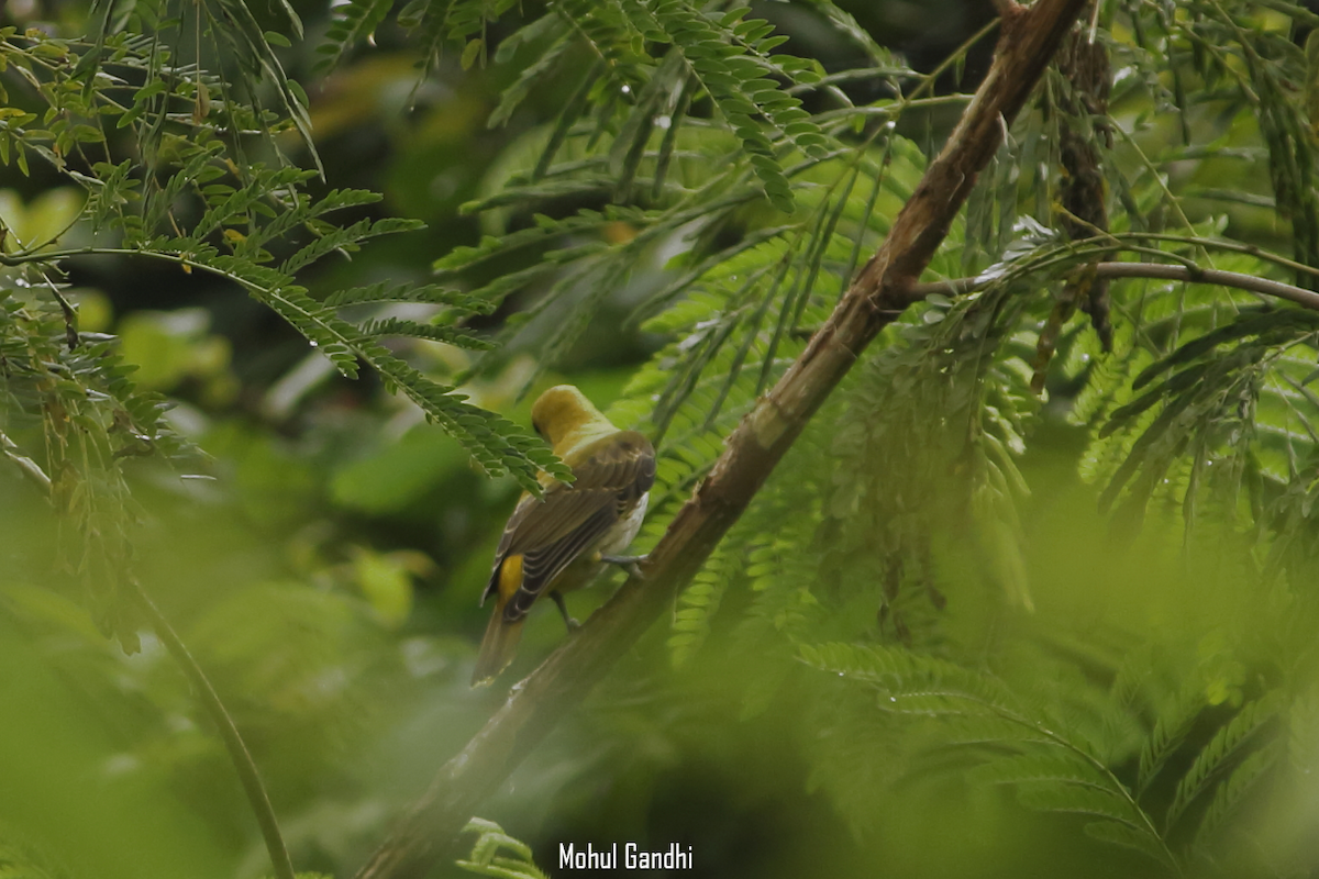 Indian Golden Oriole - ML365135391