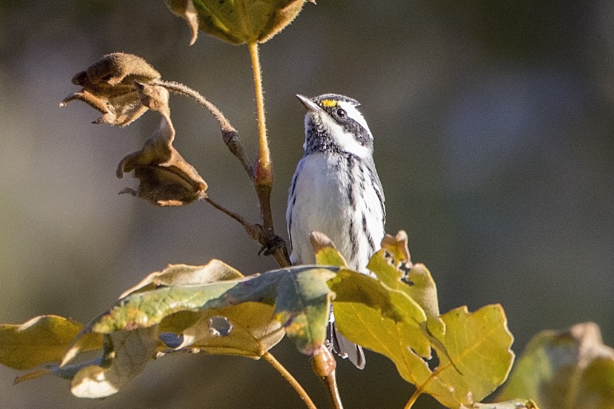 Black-throated Gray Warbler - ML36514101