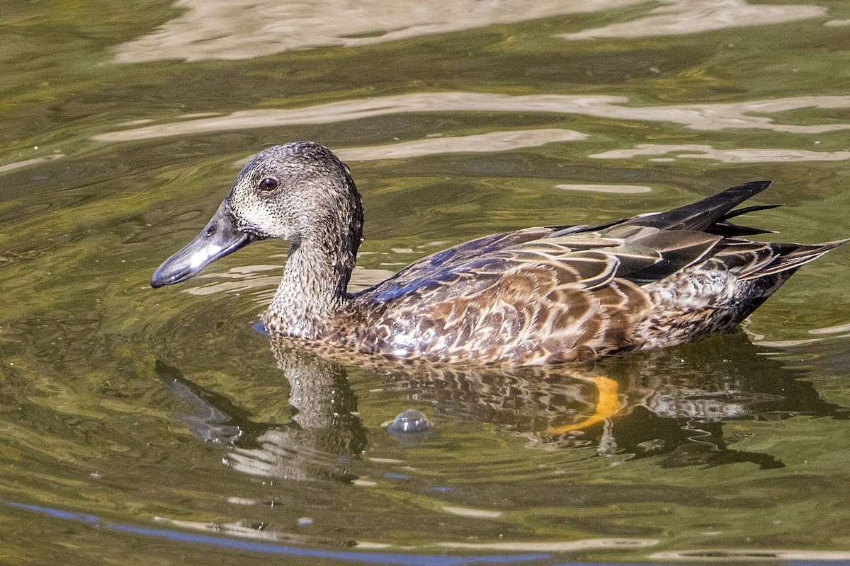 Blue-winged Teal - ML36514111