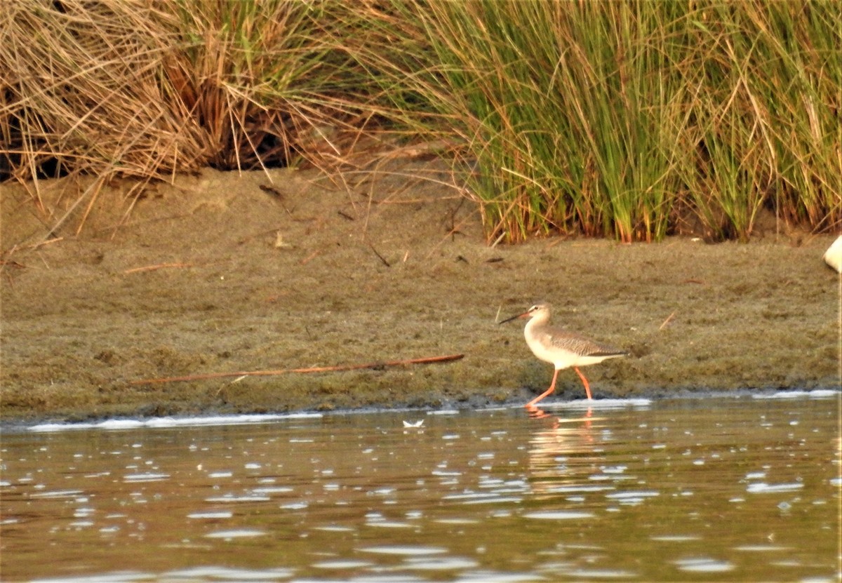 Spotted Redshank - ML365142231