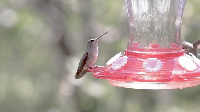 Black-chinned Hummingbird - ML365145571