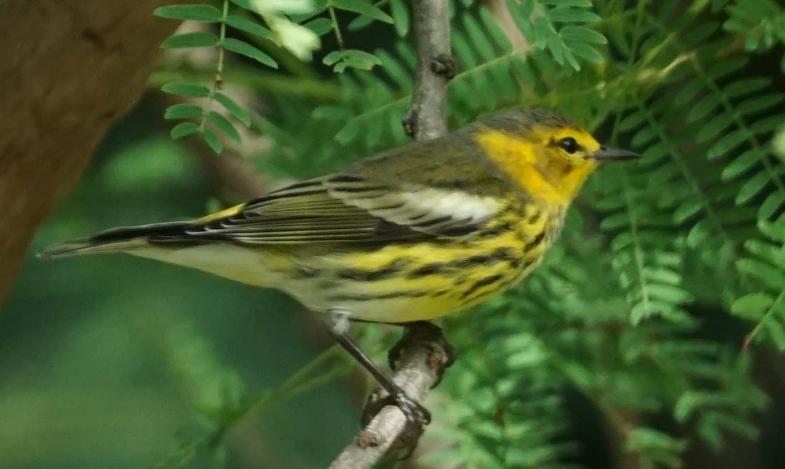Cape May Warbler - ML36515011