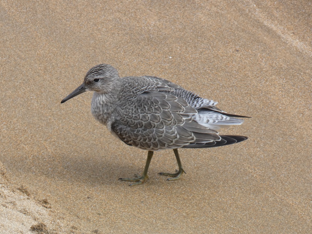 Red Knot - ML365153611