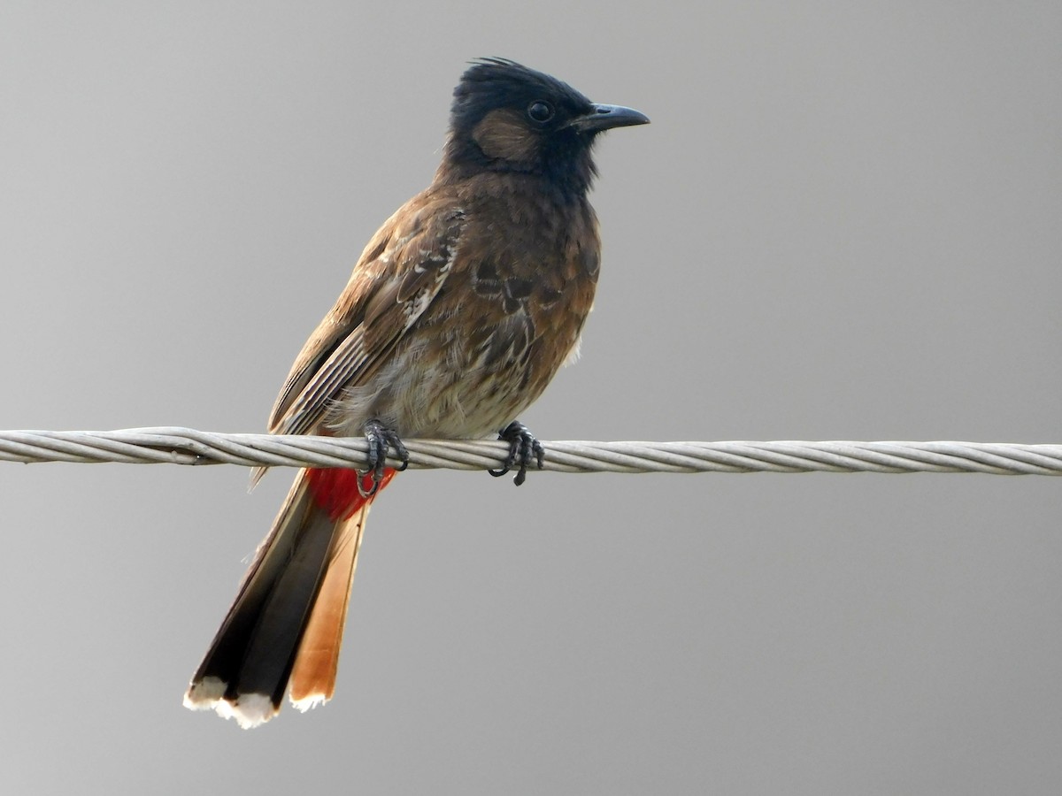 Red-vented Bulbul - ML365155351