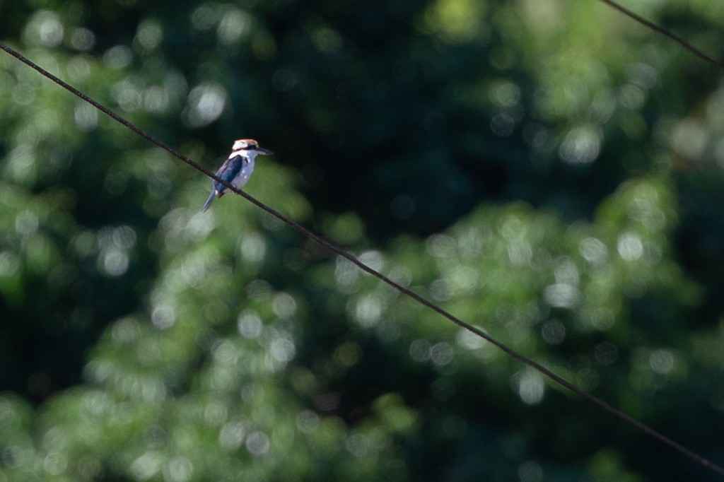 Palau Kingfisher - Robert Tizard
