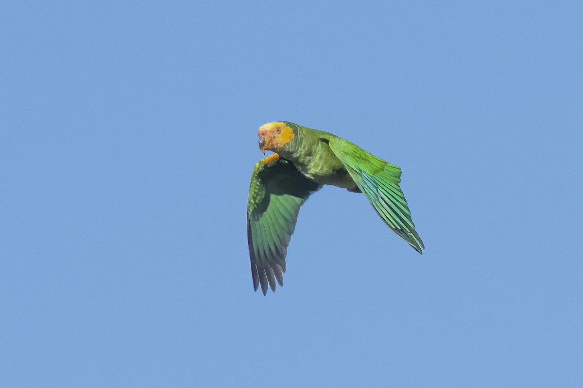 Yellow-faced Parrot - Marcelo  Telles