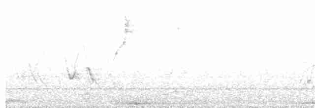 Пестрогрудый эспинеро - ML365162441
