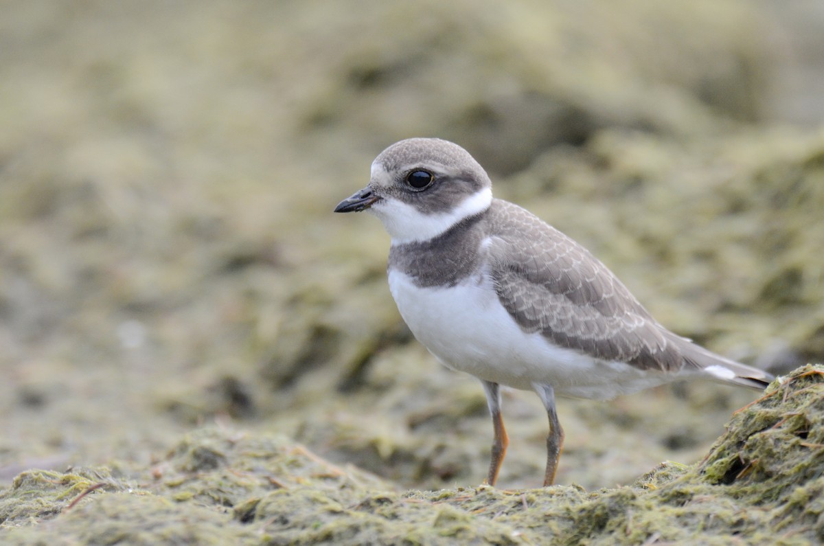 Semipalmated Plover - ML365166381