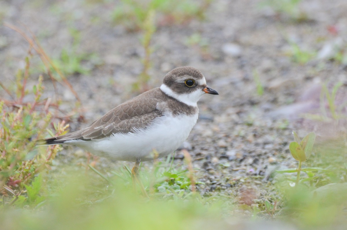 Semipalmated Plover - ML365166401